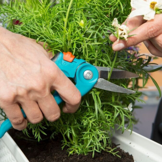 Secateur a herbe et a fleurs gardena 08707 20
